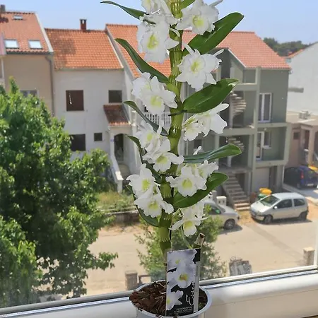 Marinovic Apartment *